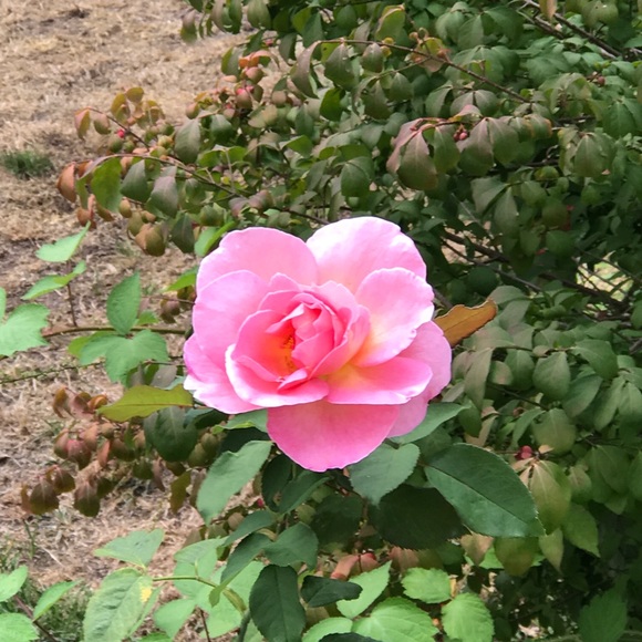 Meet your Posher, L - Picture 1 of 1